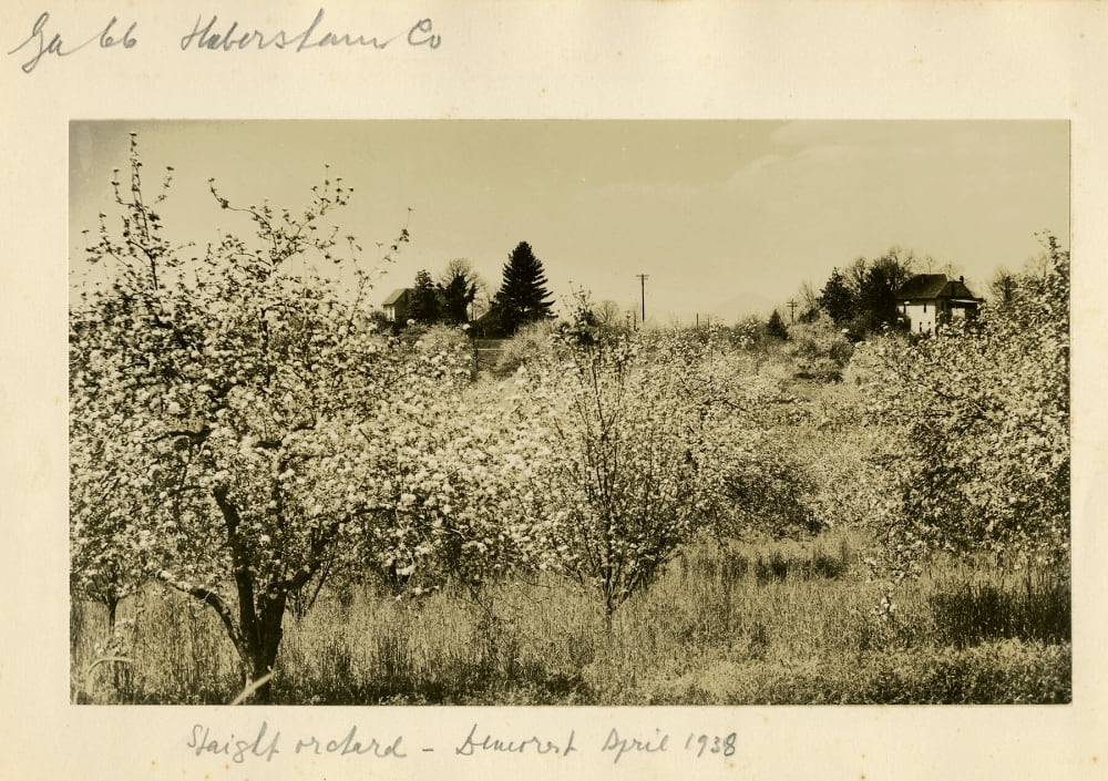 old photo of flowering trees