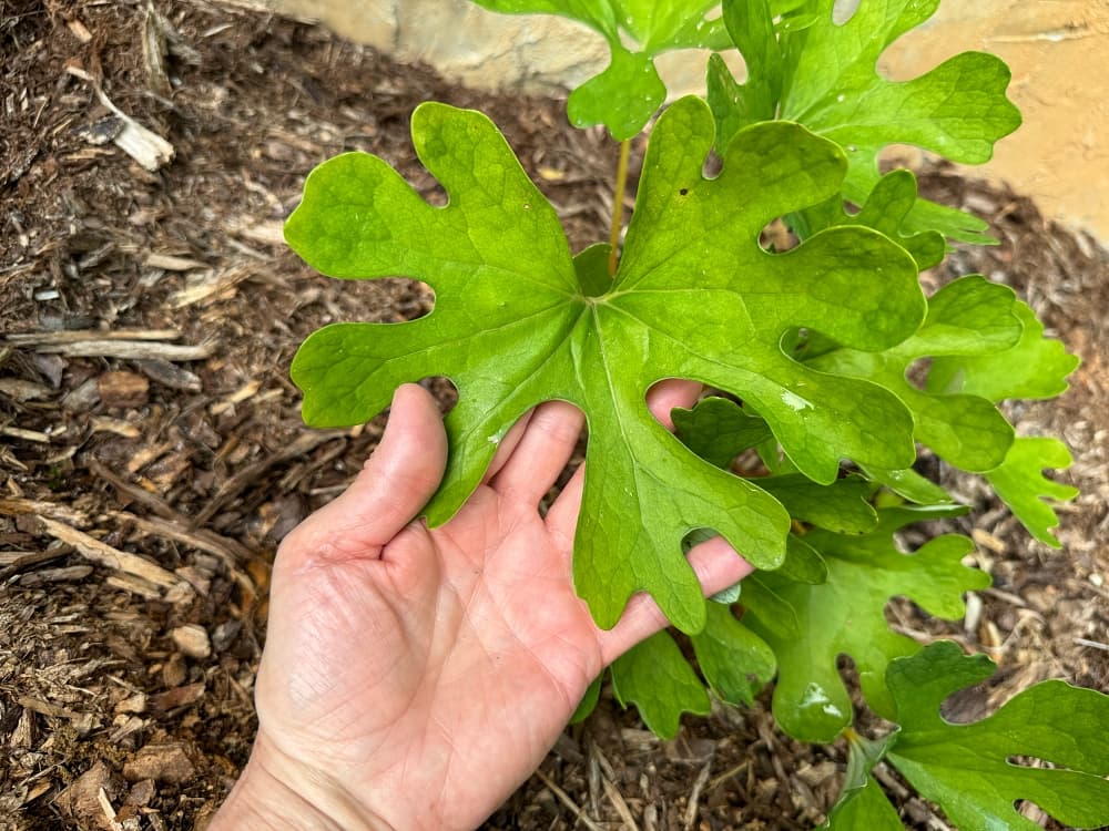 large green leaves