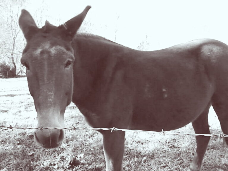 Mule in pasture