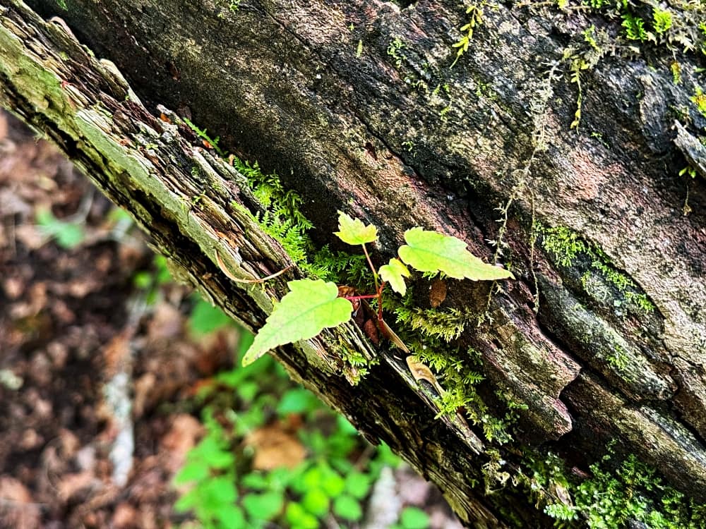 small maple tree growing on log