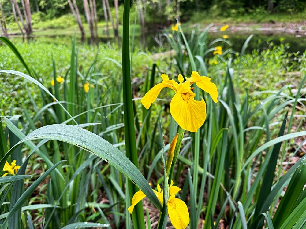 yellow iris growing in water