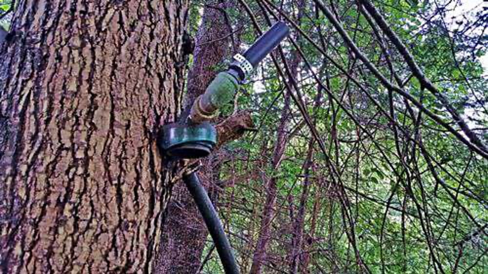 tree with pipe hanging in it