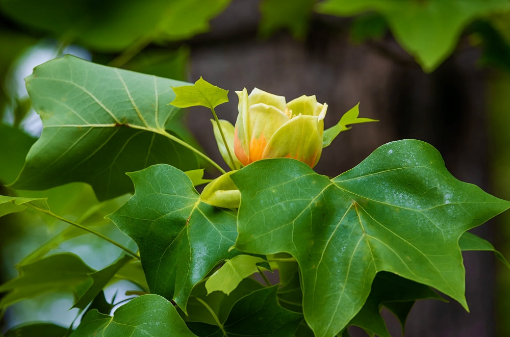 poplar tree with blooms