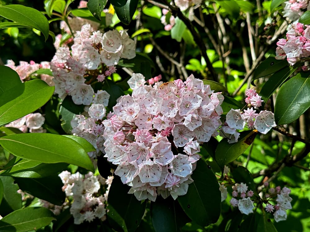 Ivy blooms