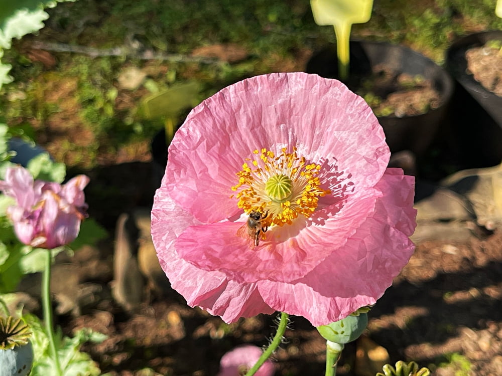 pink poppy bloom