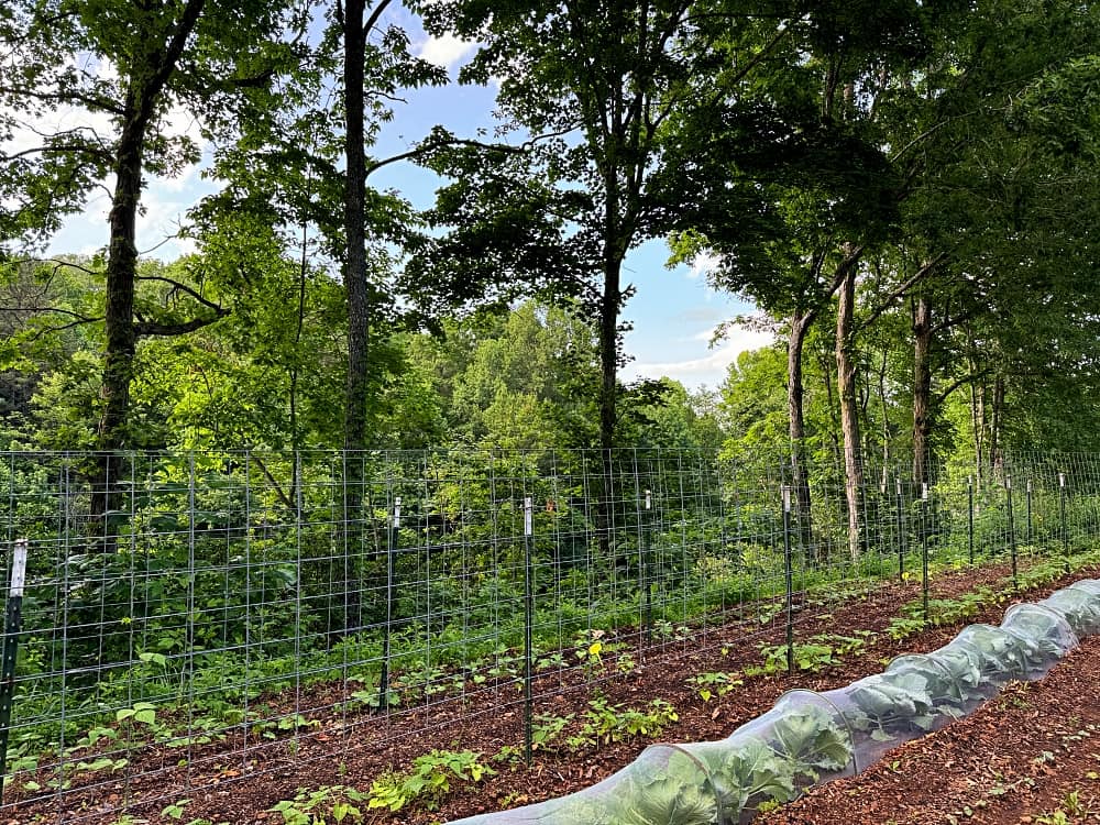 garden view of cabbage and beans