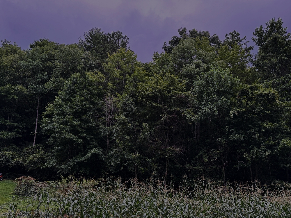 Cornfield at dusky dark