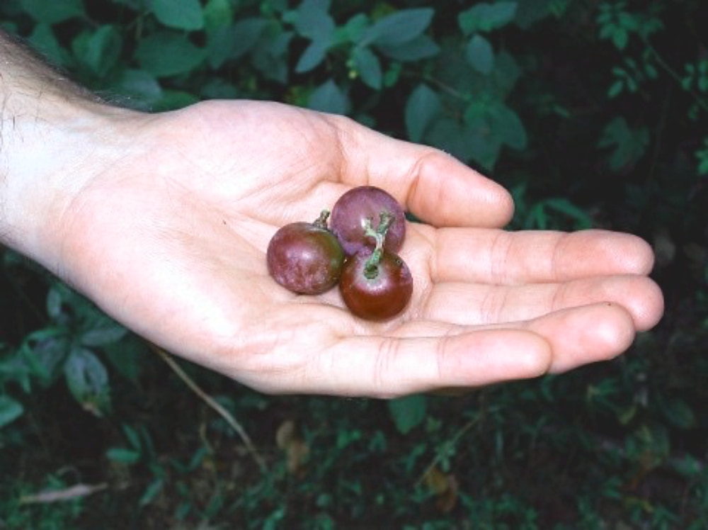 handful of fox grapes