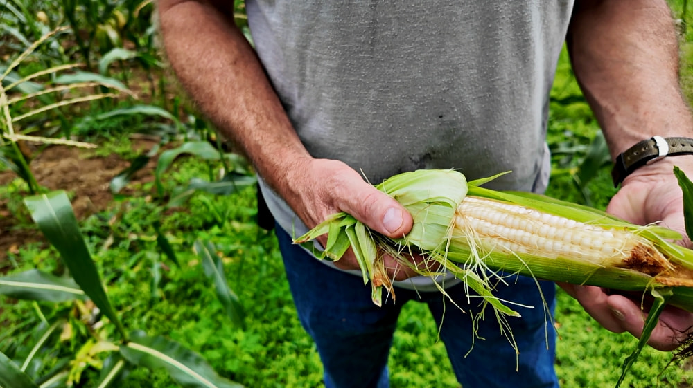 man holding ear of corn