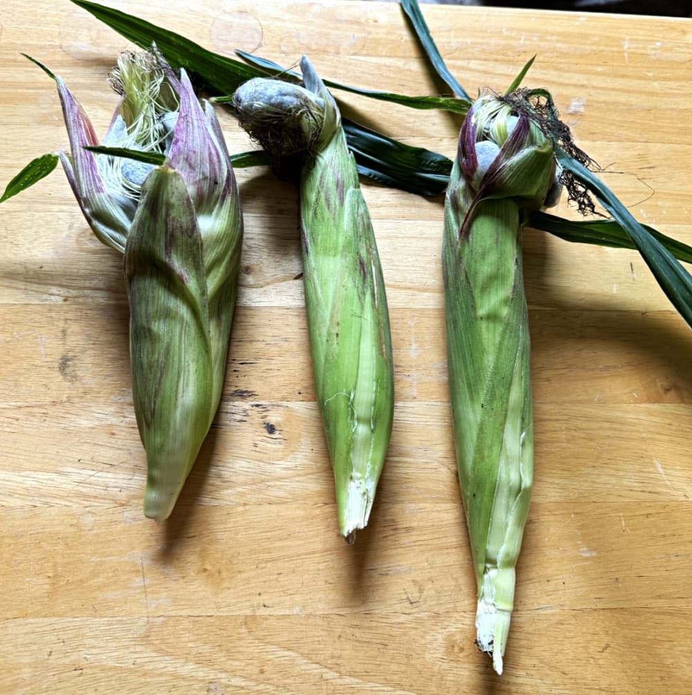 corn ears