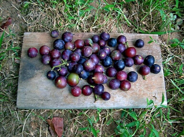 grapes on board