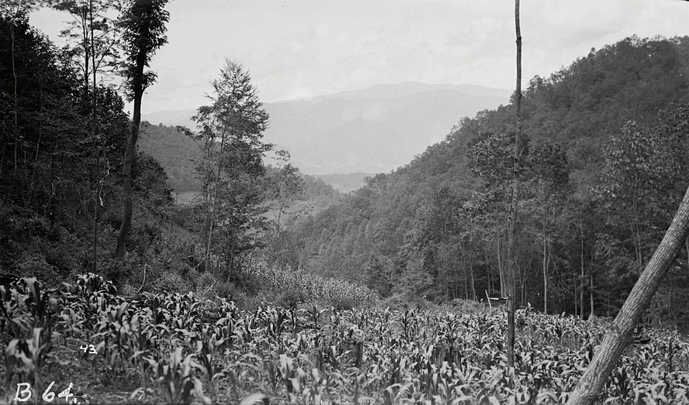 corn growing on steep ridge