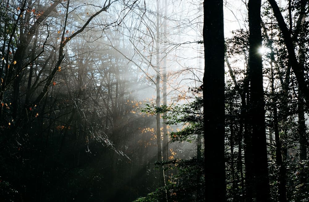 sun shining through tree shadows