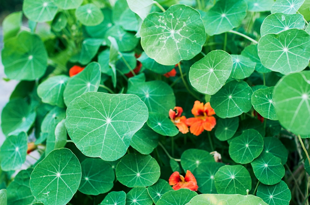 nasturtiums with orange blooms