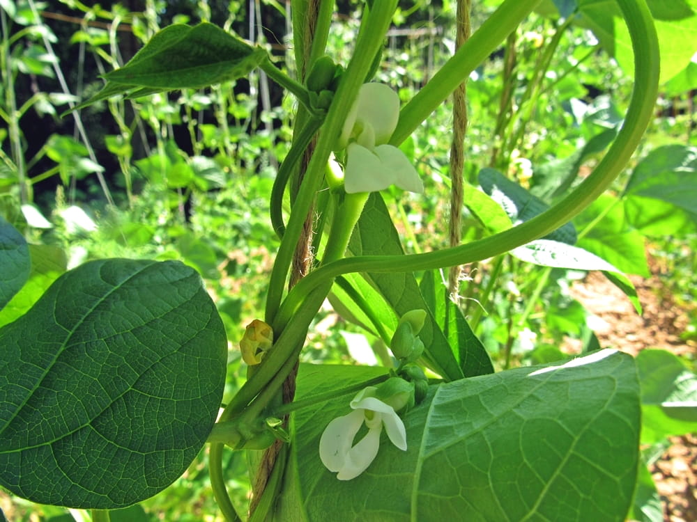 summer bean patch