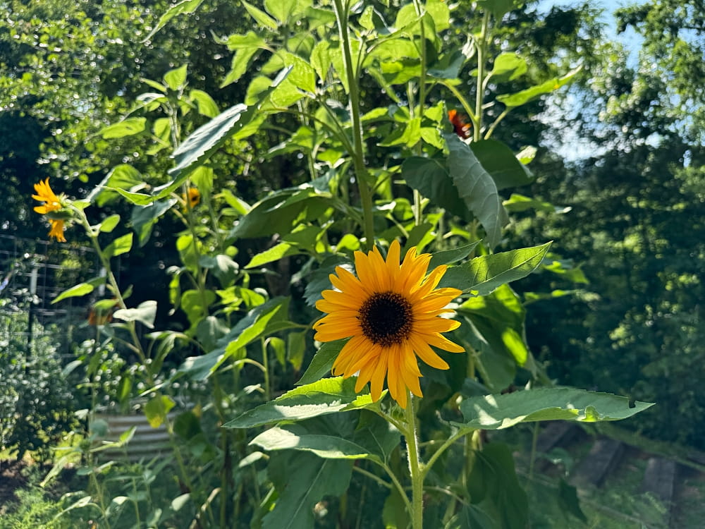 sunflower in garden