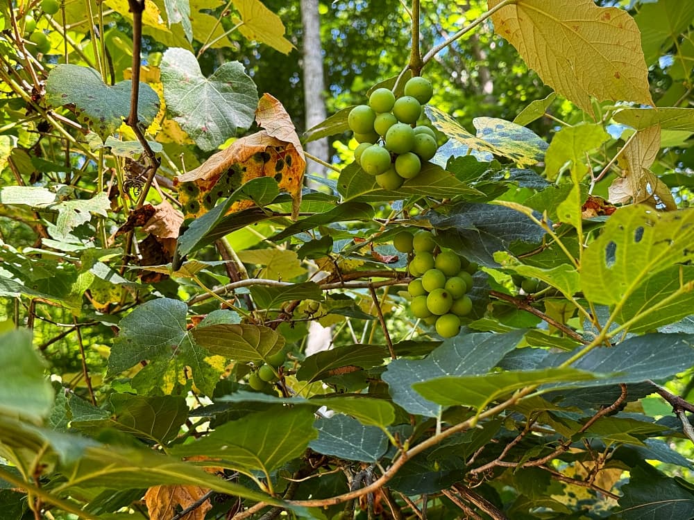 grapes hanging in trees