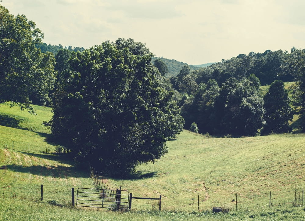 Mountain pasture