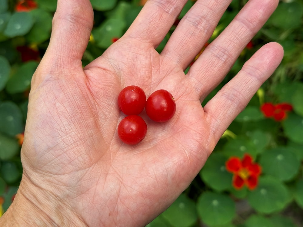 small red tomatoes in hand