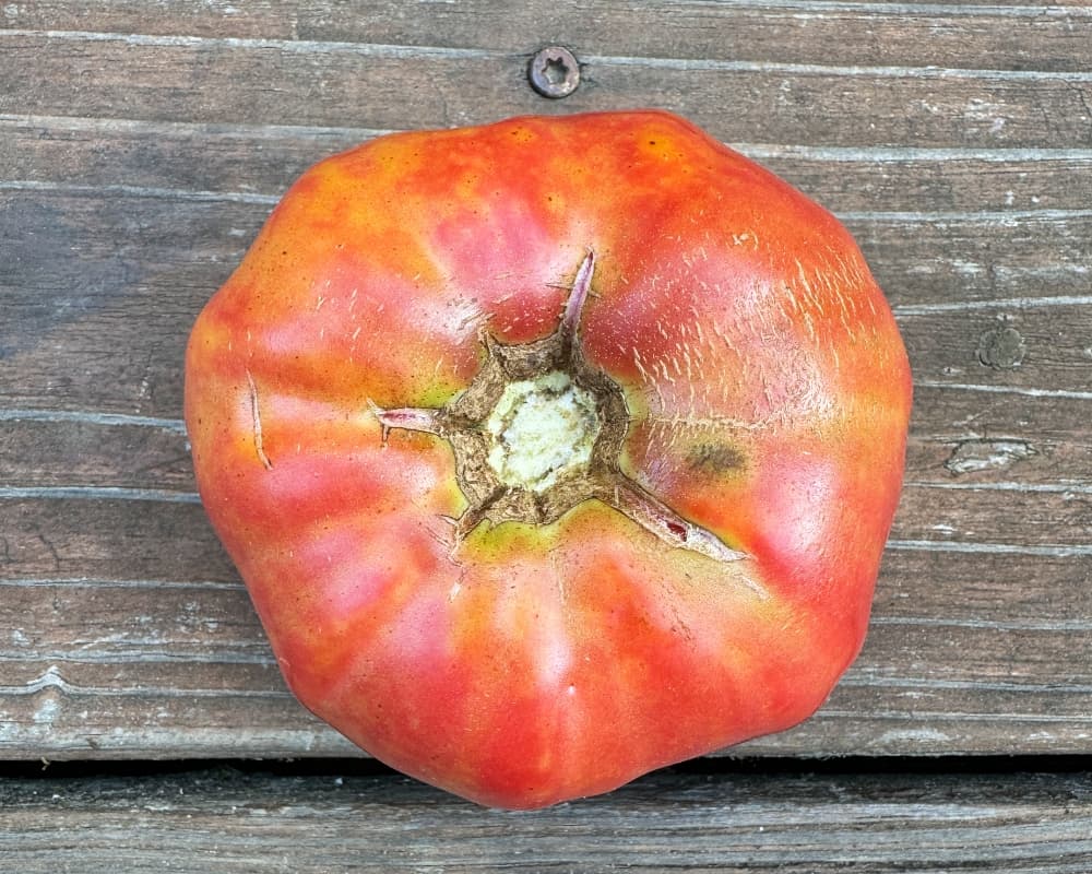 red tomato with yellow stripes