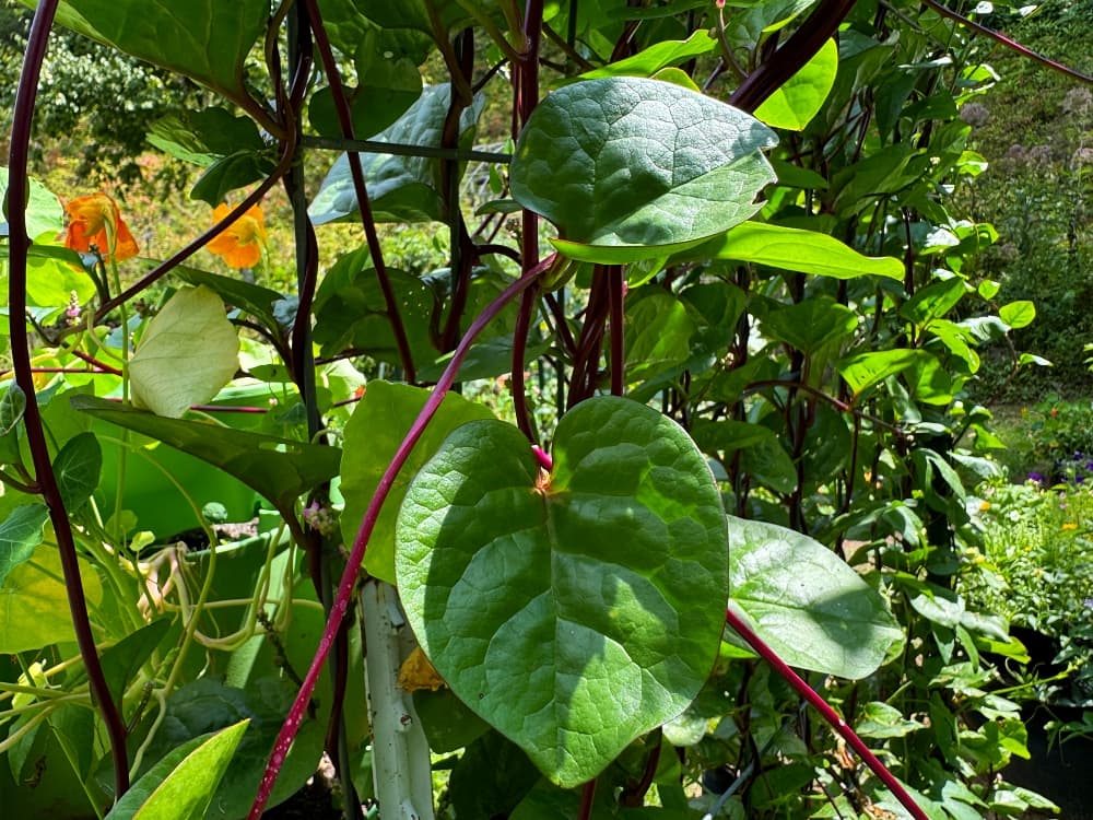 vining spinach growing on trellis