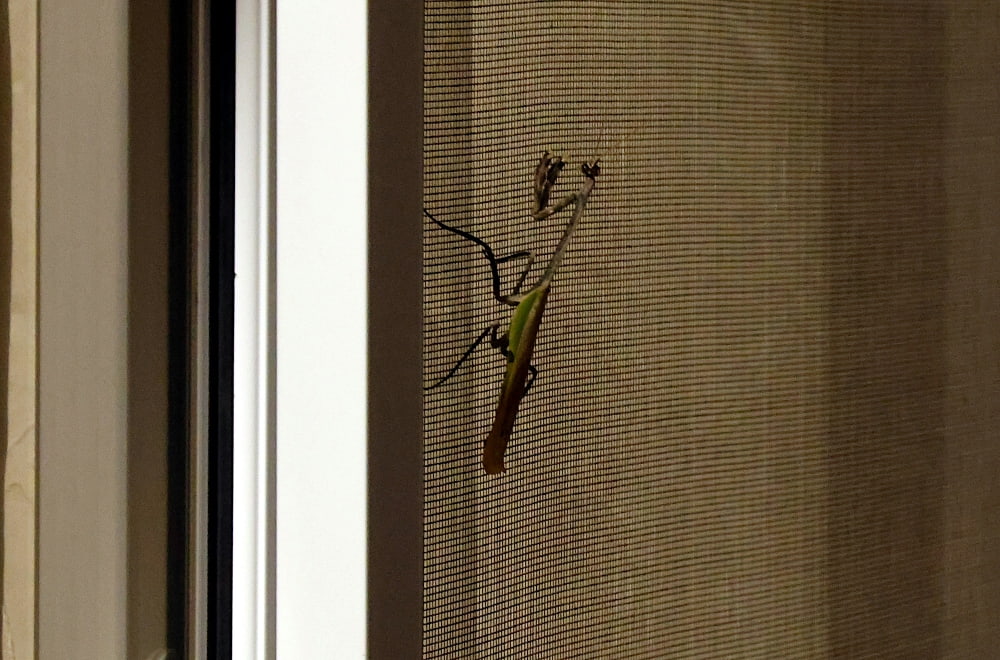 praying mantis on window