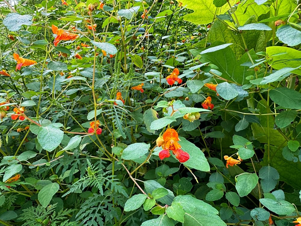 patch of jewelweed