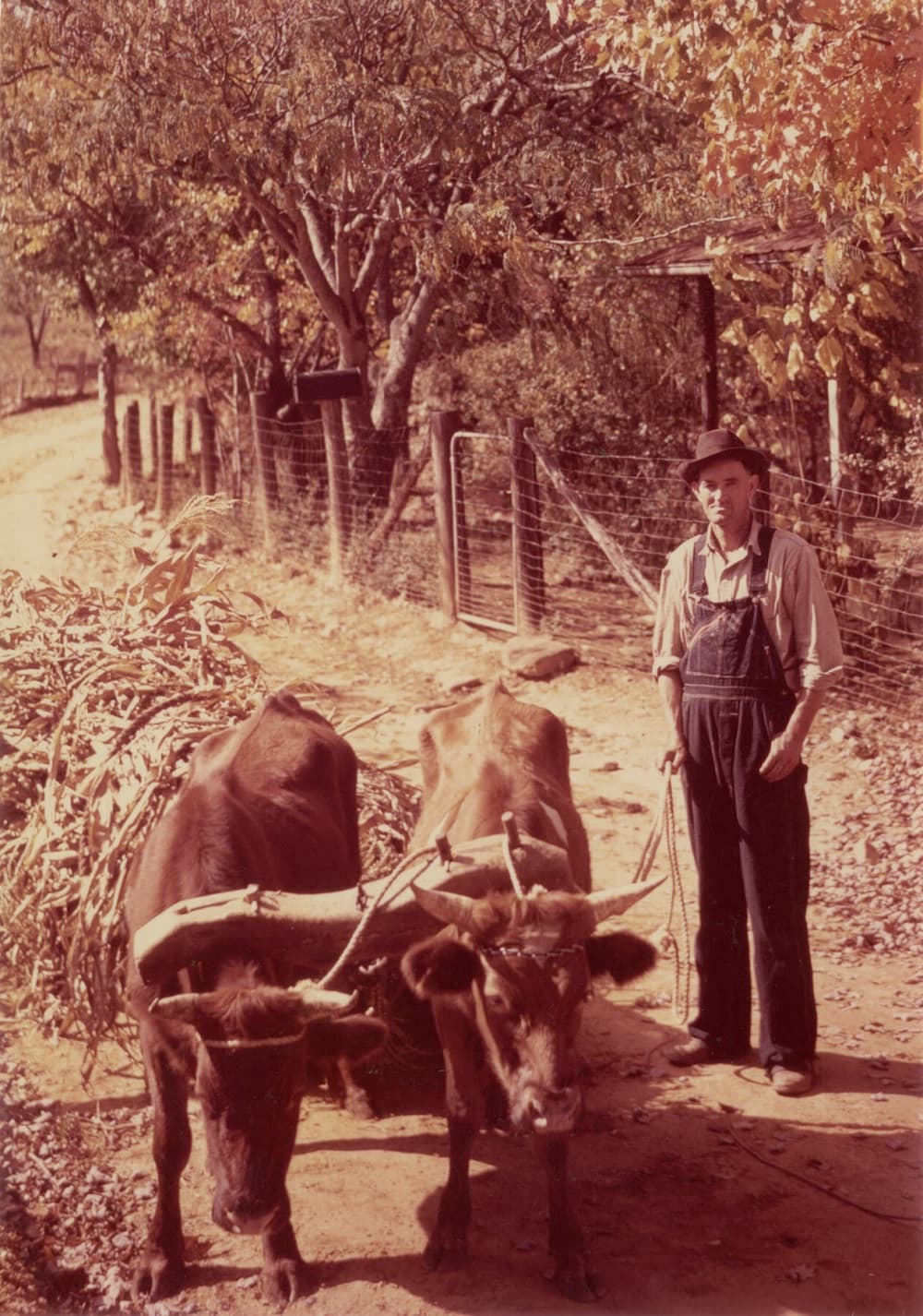 man with team of oxen