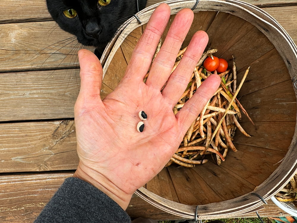 hand holding black and white peas