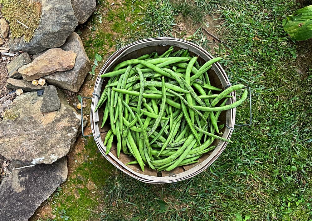 basketful of rattlesnake beans