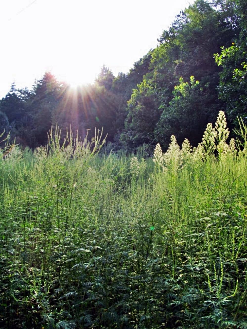 Overgrown garden