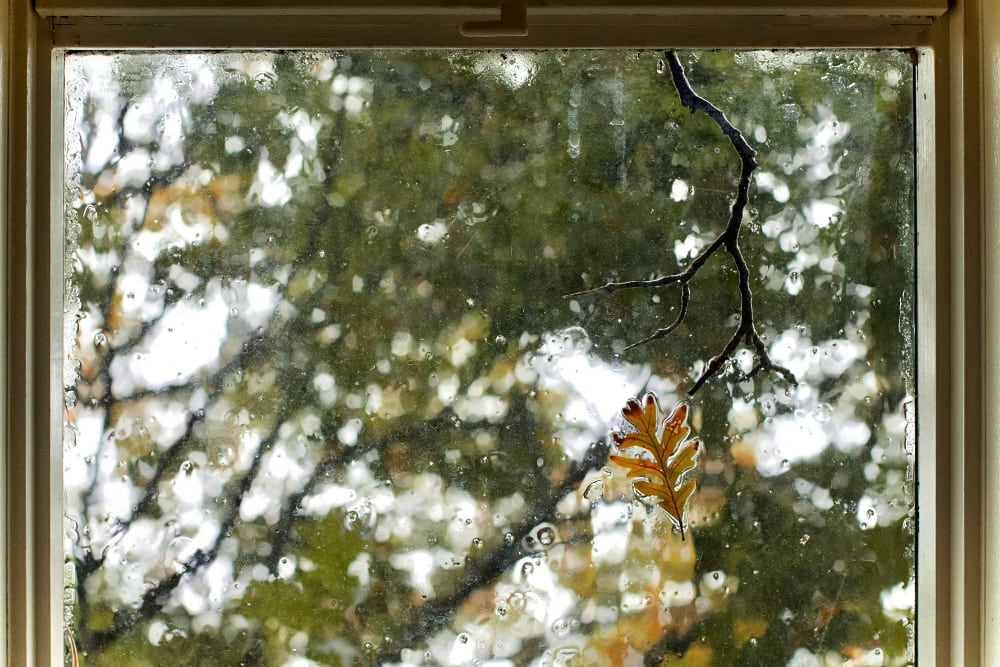 rainy view from window