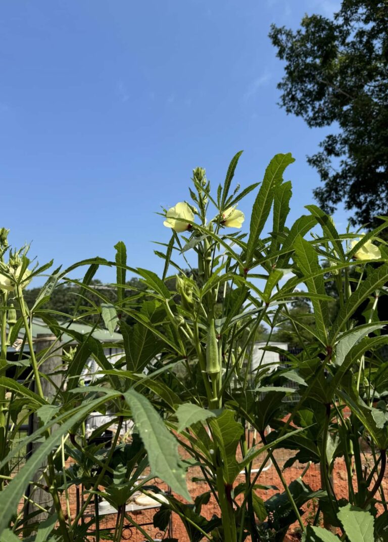 okra against blue sky