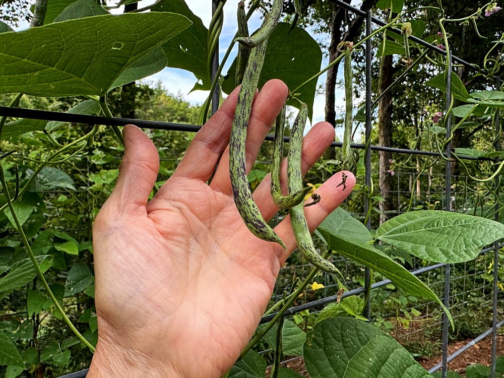 rattlesnake beans on vine