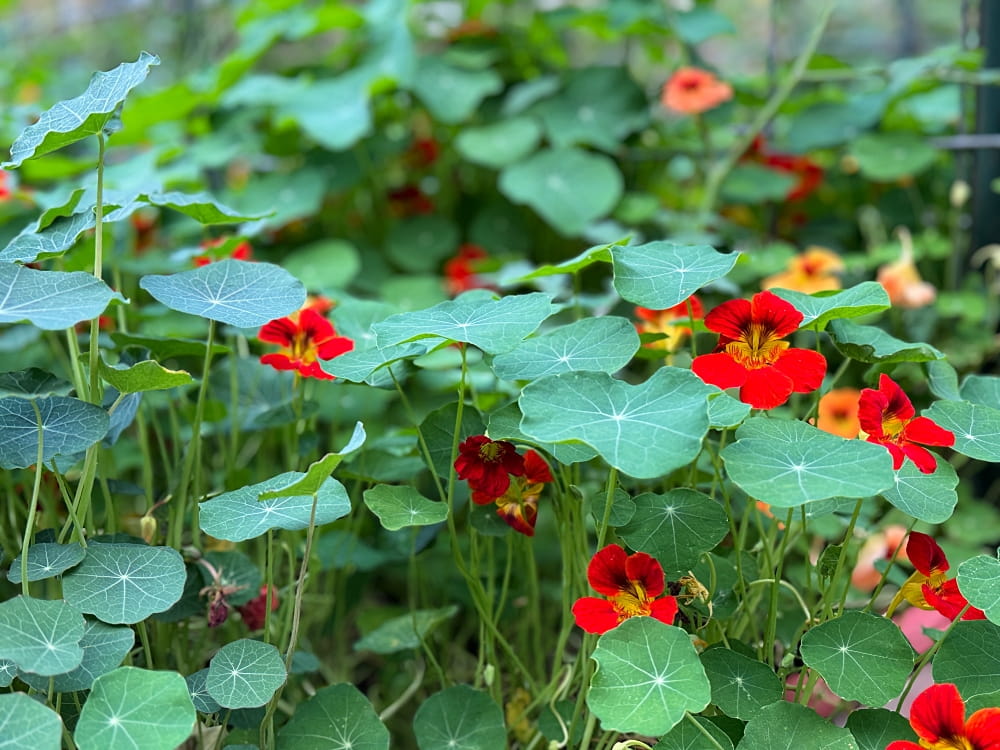 bed full of red nasturtiums