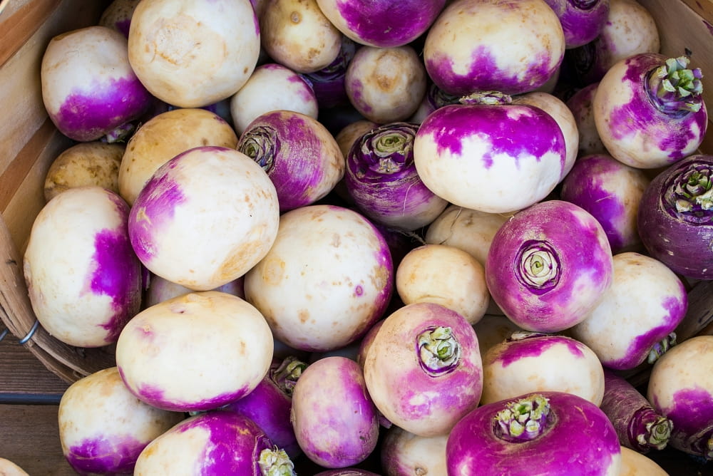 purple top turnips in basket