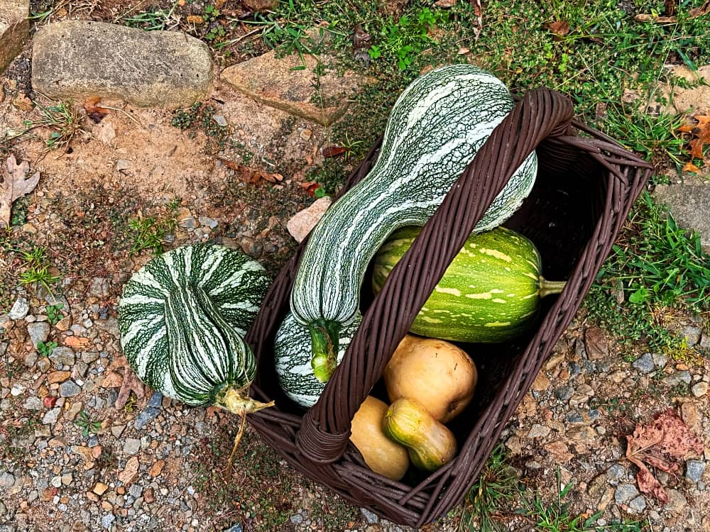 basket of winter squash