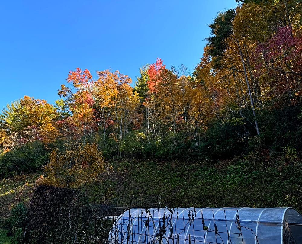 fall colors in the mountains