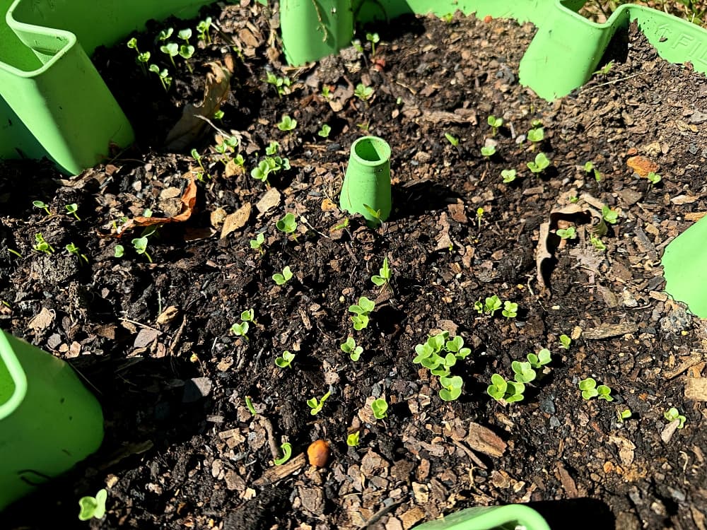 small seedlings in bed