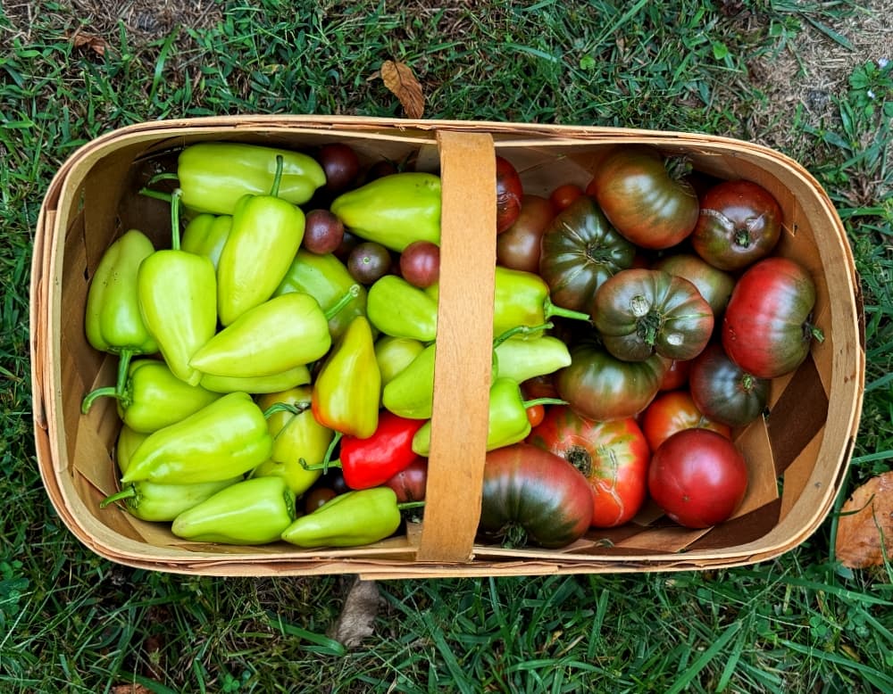 basket of tomatoes and peppers