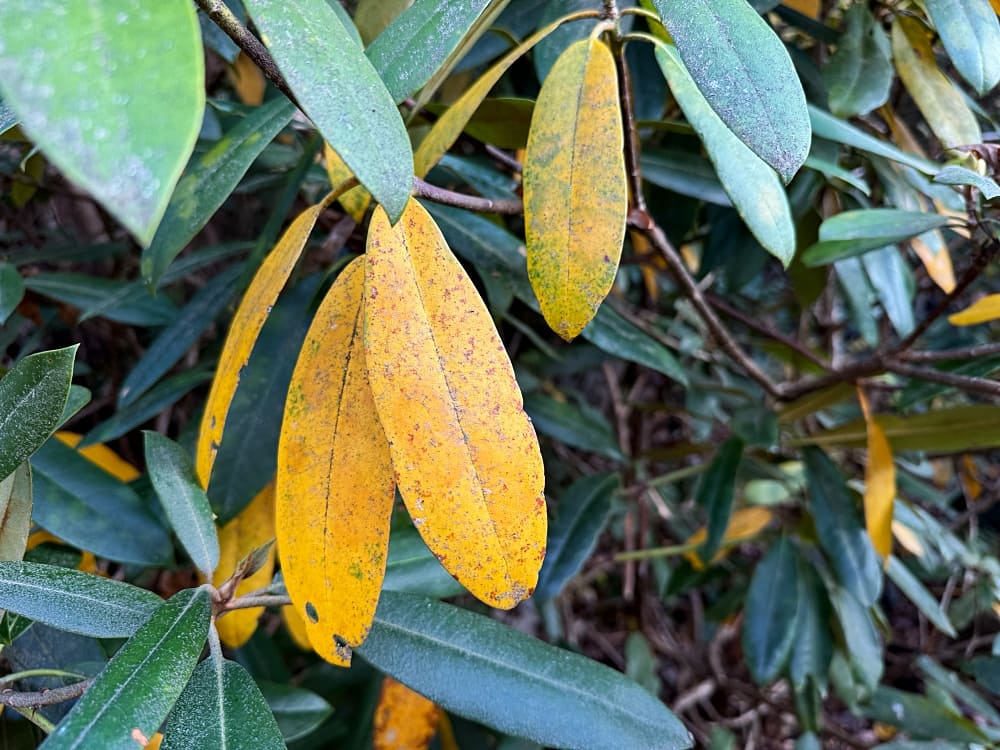 Laurel leaves turning yellow