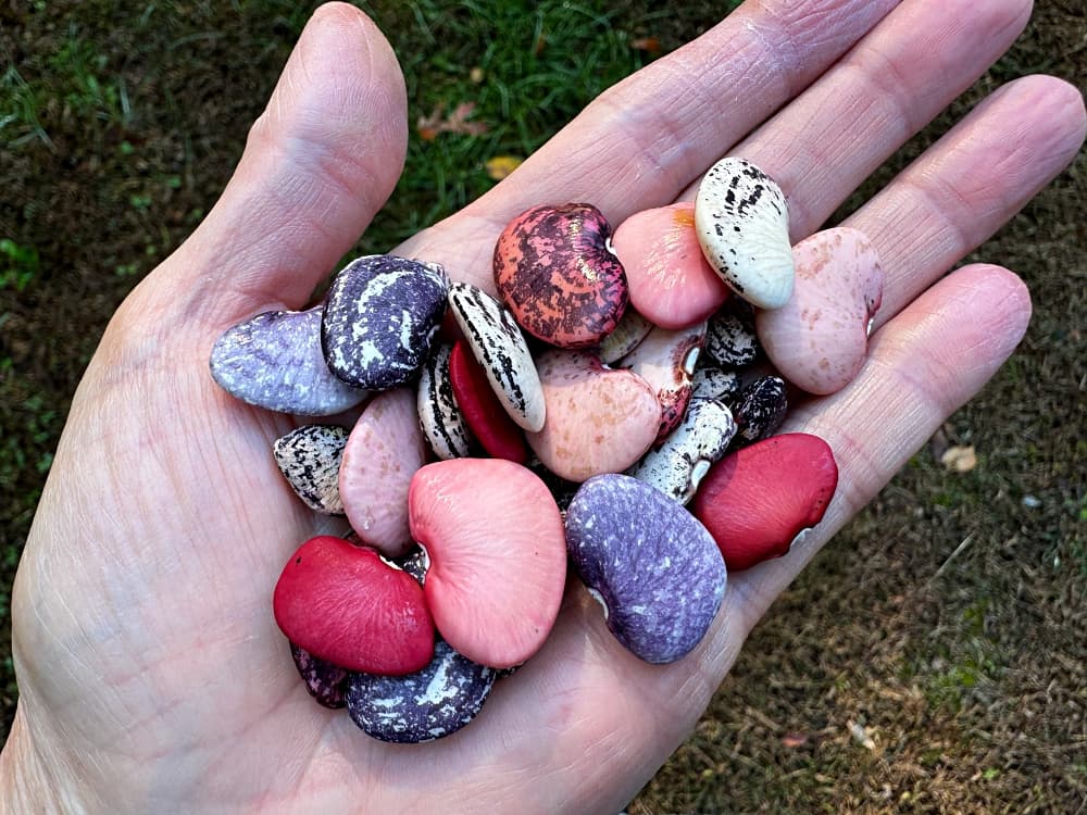 handful of colorful beans