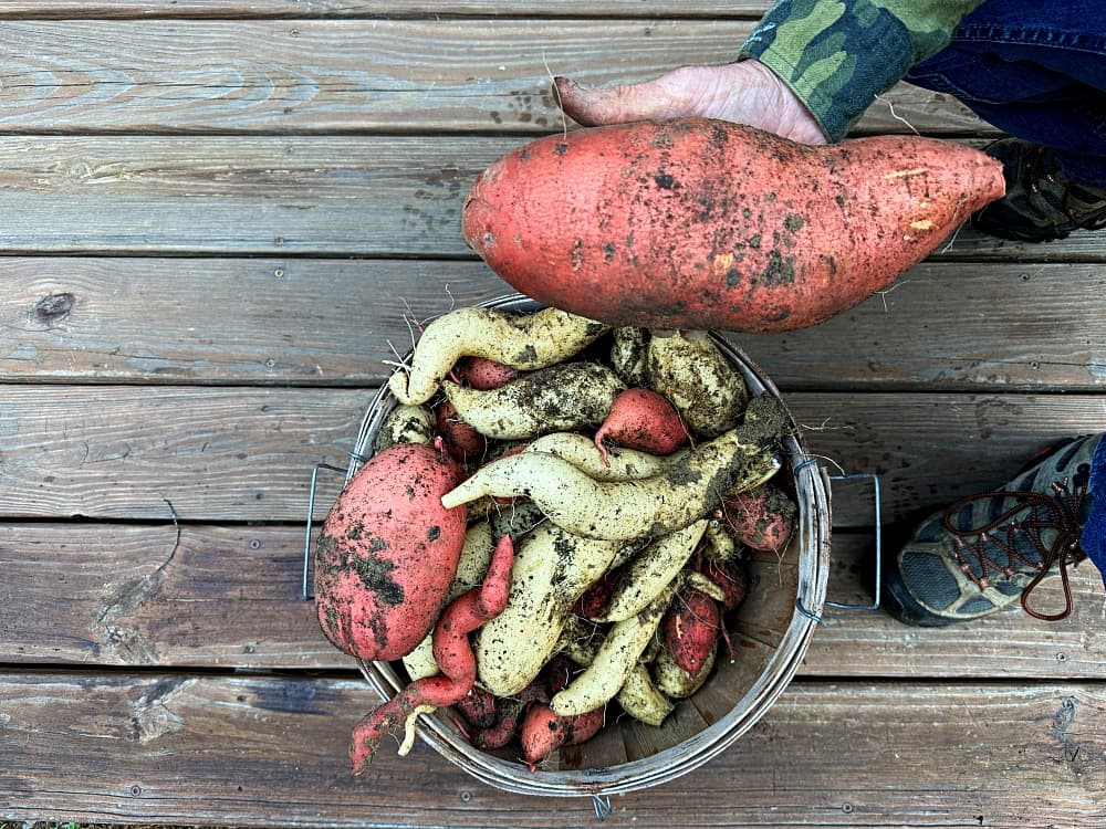 basketful of sweet potatoes