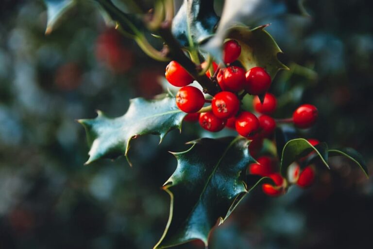 holly tree with red berries