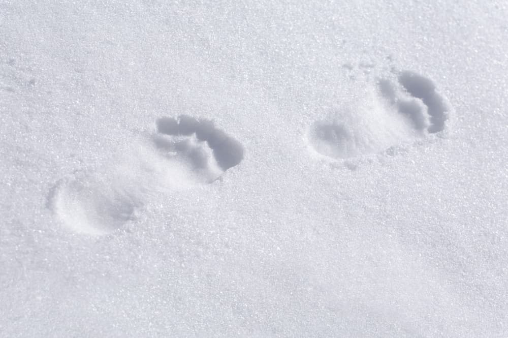Foot prints in snow
