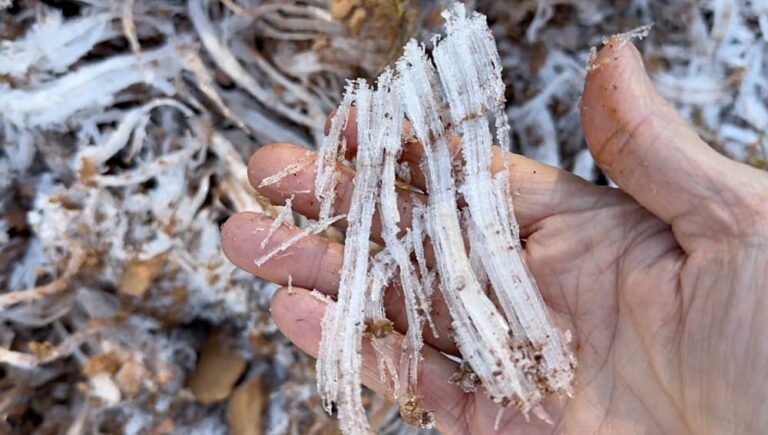 Crunching Frost Needles