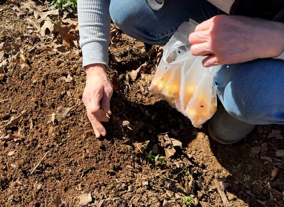 person planting onions