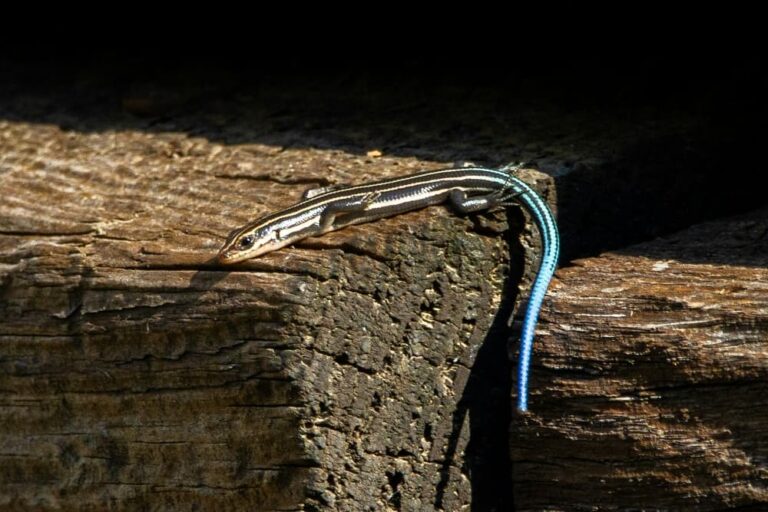 lizard sunning on board
