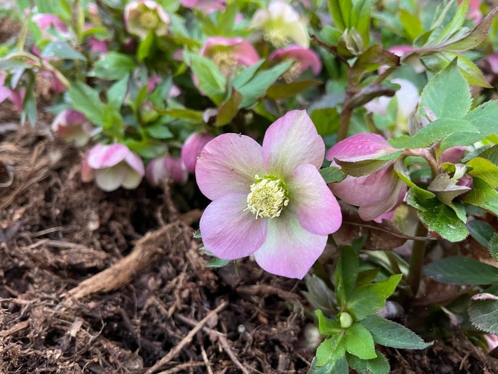 lenten rose