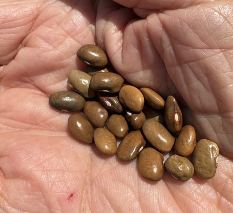 unknown brown bean